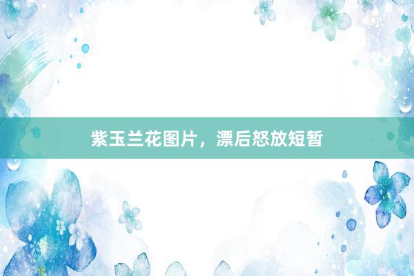紫玉兰花图片,漂后怒放短暂
